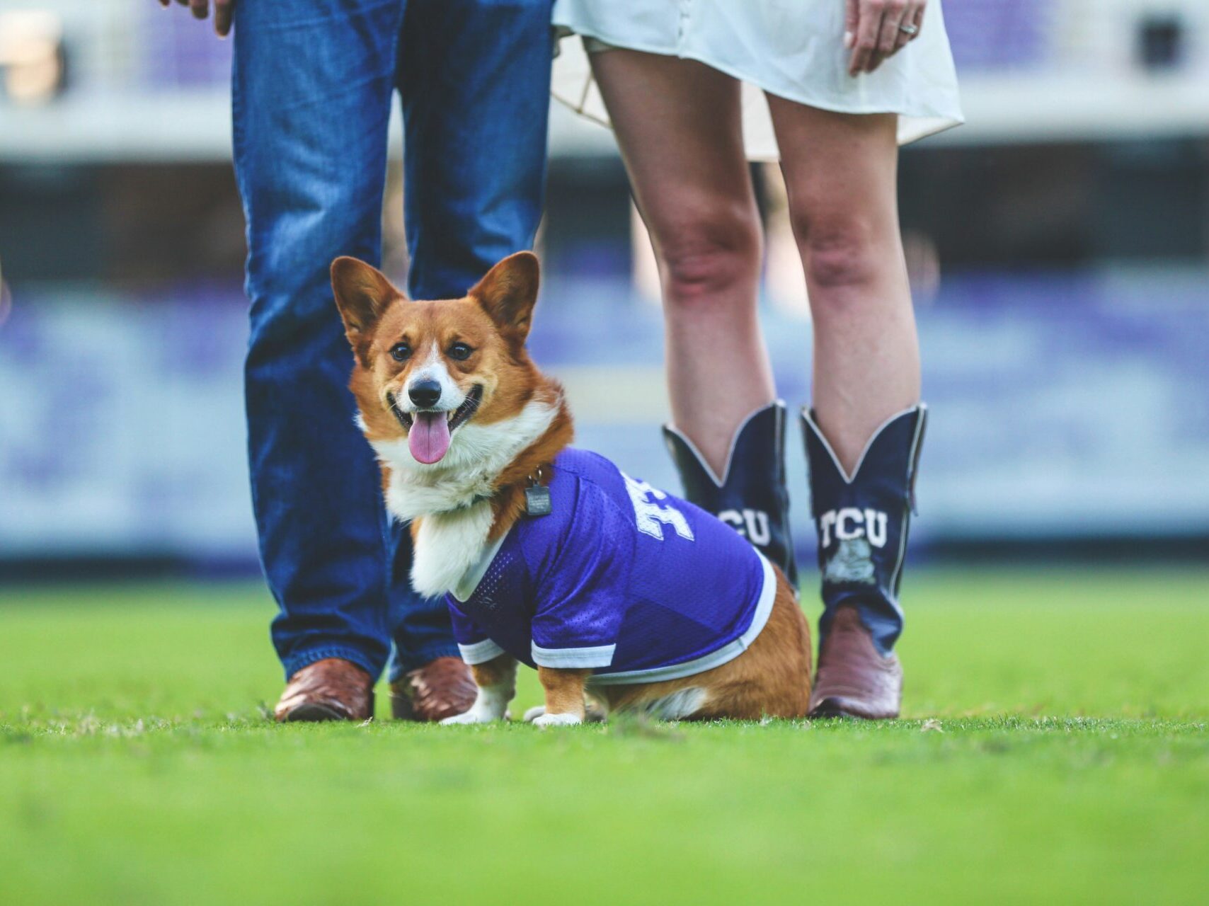 Small Corgi dog in front of 2 Texas Christian University fans in boots on a green football field