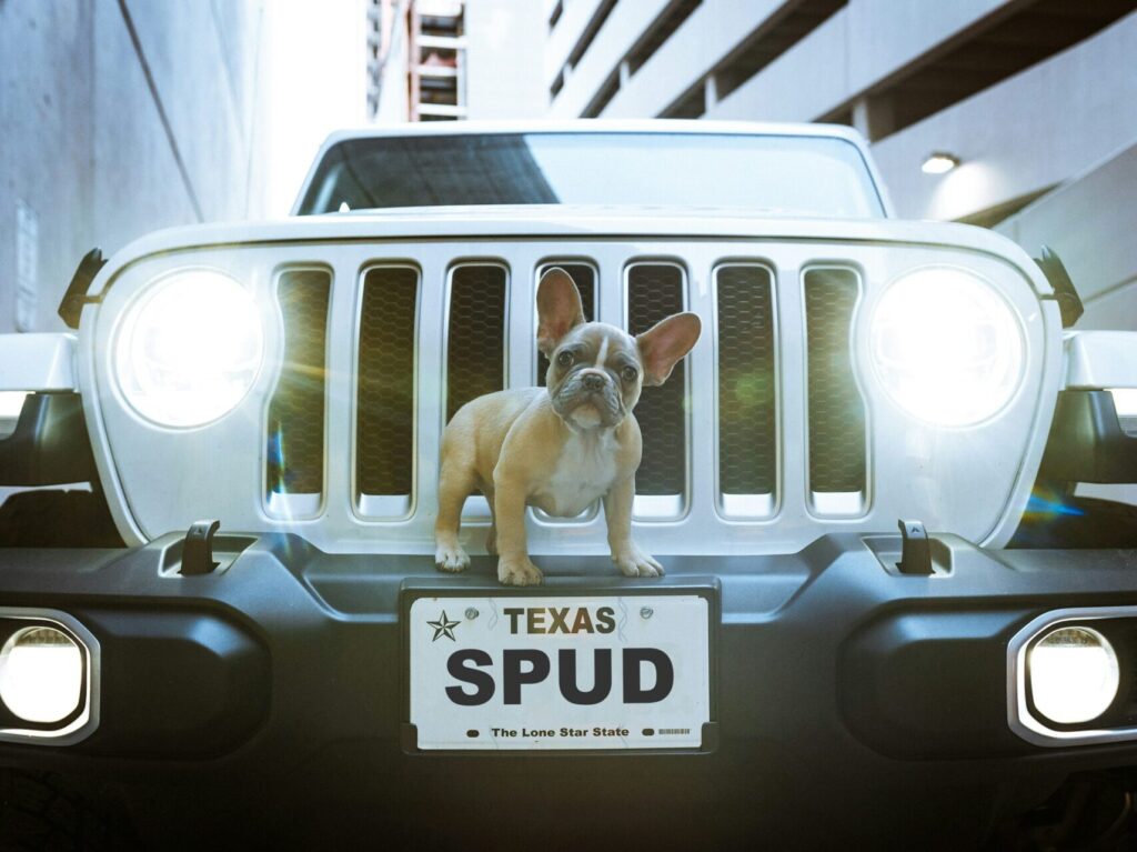 dog sitting on front of car with Texas personalized license plate with the word "SPUD" on it