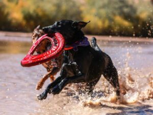 dogs running in water with tog in mouth