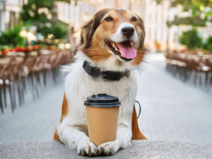 Dog smiling with front paws up on counter with coffee cup between paws.