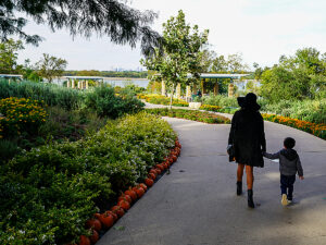 Mother holding hands with child walking away from camera down a path lined with pumpkins and outdoor foliage and Dallas skyline in distant background for article 5 Unforgettable Outdoor Adventures in DFW for Newcomers moving to DFW.