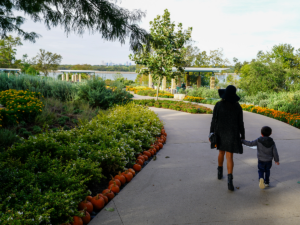 Mother holding hands with child walking away from camera down a path lined with pumpkins and outdoor foliage and Dallas skyline in distant background for article 5 Unforgettable Outdoor Adventures in DFW for Newcomers moving to DFW.