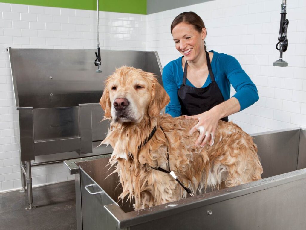 Yellow retriever dog in big metal tub with groomer smiling and washing him for article Dog Groomers and Daycares in DFW for newcomers moving to DFW.