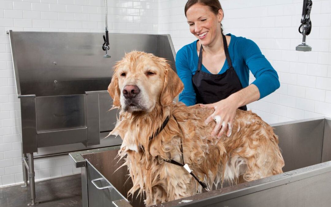 9 Great Dog Groomers and Daycares in DFW