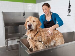 Yellow retriever dog in big metal tub with groomer smiling and washing him for article Dog Groomers and Daycares in DFW for newcomers moving to DFW.