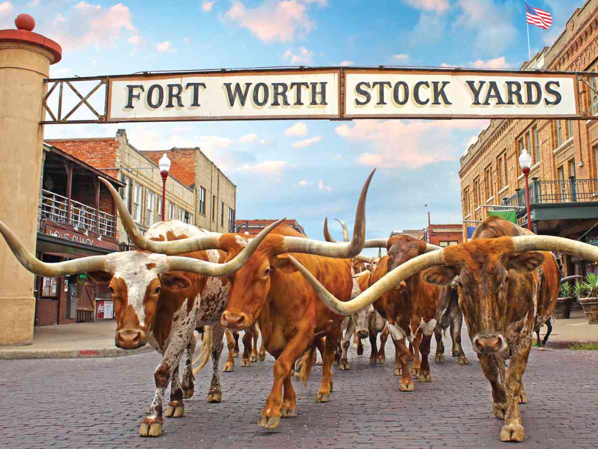 Fort Worth Stockyards photo of entrance with herd of longhorn cattle walking under sign for article Exploring 8 DFW Entertainment Districts for newcomers moving to DFW.