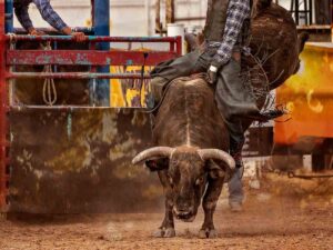 Indoor rodeo showing bull bucking cowboy for article March Events in Dallas-Fort Worth for newcomers moving to DFW.