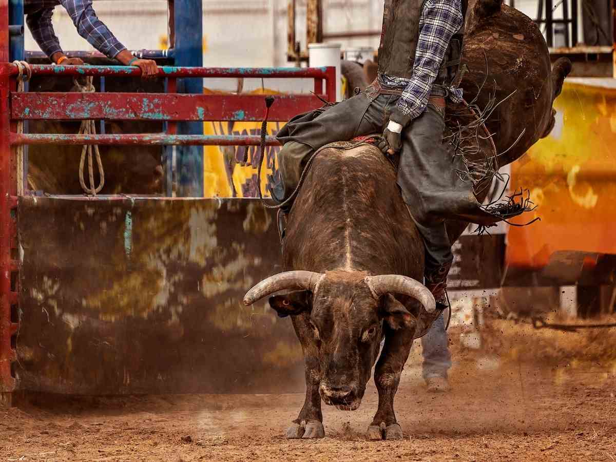 Indoor rodeo showing bull bucking cowboy for article March Events in Dallas-Fort Worth for newcomers moving to DFW.